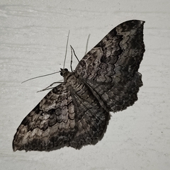 Rheumaptera meadii