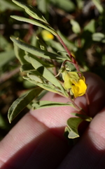 Hermannia lavandulifolia
