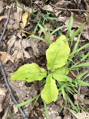 Triosteum aurantiacum