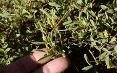 Hermannia lavandulifolia