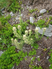 Castilleja parviflora albida