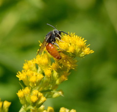 Sphecodes albilabris