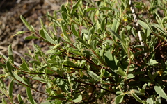 Hermannia lavandulifolia