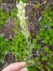 Castilleja parviflora albida