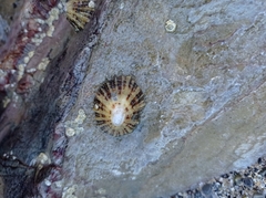 Hexanauplia