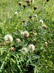 Trifolium montanum