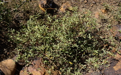 Hermannia lavandulifolia