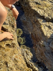 Anthopleura xanthogrammica