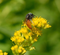 Sphecodes albilabris