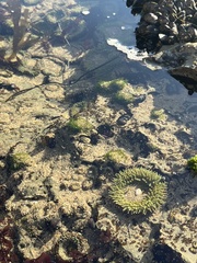 Anthopleura xanthogrammica