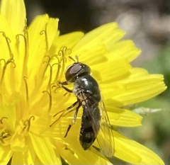 Platycheirus