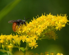 Sphecodes albilabris