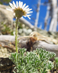 Erigeron salishii