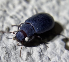 Tenebrionidae