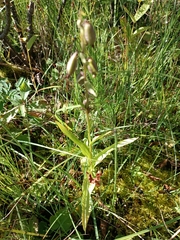 Epipactis palustris