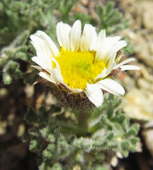 Erigeron salishii