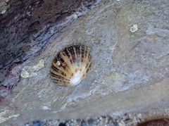Hexanauplia