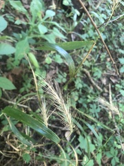Elymus canadensis