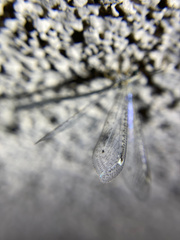 Clathroneuria coquilletti