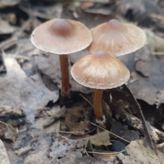 Pholiotina rugosa
