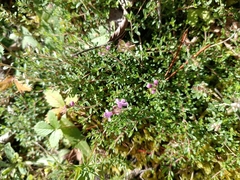 Thymus serpyllum
