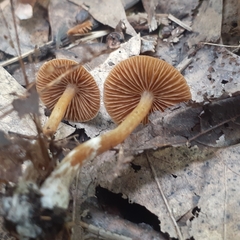 Pholiotina rugosa