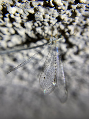 Clathroneuria coquilletti