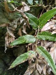 Phanerophlebia