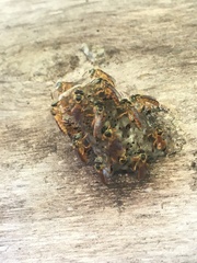 Tetragonisca fiebrigi