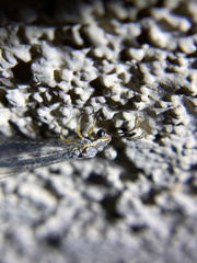 Clathroneuria coquilletti