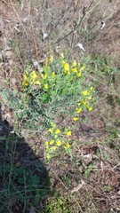 Linaria genistifolia