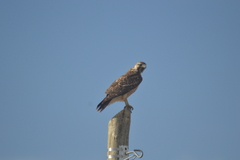 Geranoaetus polyosoma