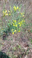 Linaria genistifolia