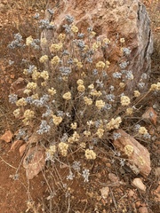 Helichrysum stoechas