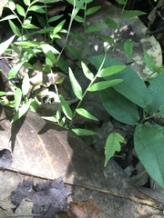 Oplismenus hirtellus