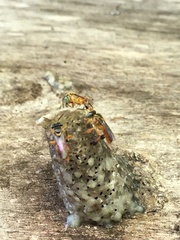 Tetragonisca fiebrigi