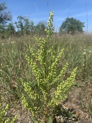 Artemisia campestris caudata