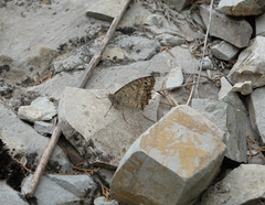 Pseudochazara pelopea