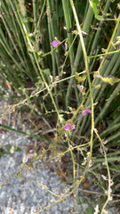 Desmodium