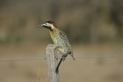 Colaptes melanochloros