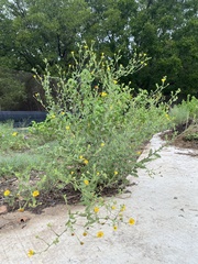 Heterotheca subaxillaris