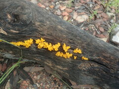 Dacrymycetaceae