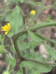 Heterotheca subaxillaris