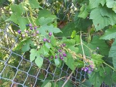 Ampelopsis