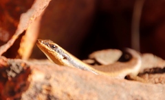Trachylepis wahlbergii
