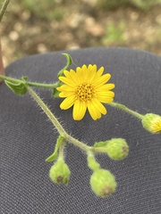 Heterotheca subaxillaris