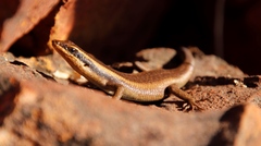 Trachylepis wahlbergii