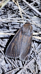 Nonagria typhae