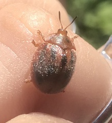 Chelymorpha pubescens