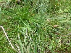 Deschampsia cespitosa